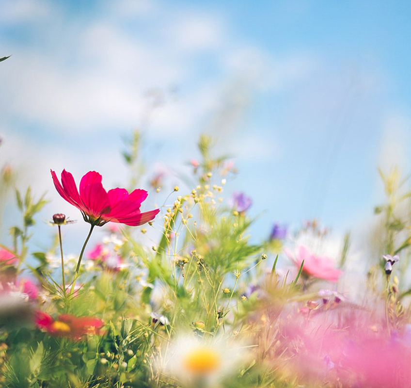 Bible Verses to Live By: Spring and Summer